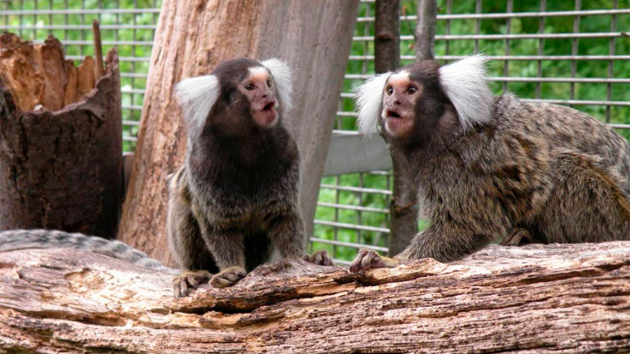 Titíes escuchando a escondidas entienden lo que se dicen otros monos