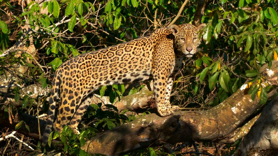 WWF busca respaldo de Latinoamérica para salvar el jaguar, su mayor felino