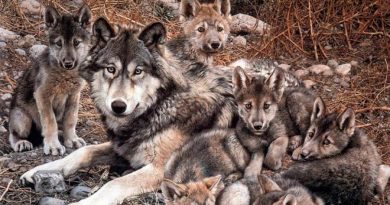 Cachorros de lobo gris mexicano aumentan la esperanza para la especie