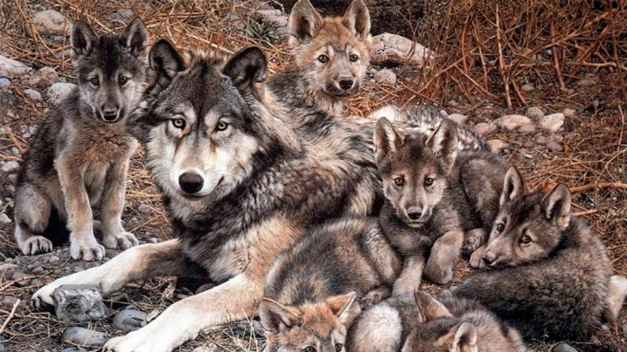 Manada De Lobos Grises Con Cachorros