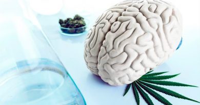 Un estudio evidencia que el consumo frecuente de cannabis reduce el coeficiente intelectual
