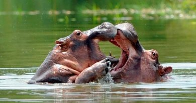 Científicos en Colombia creen que los hipopótamos de Pablo Escobar son una “bomba de tiempo”