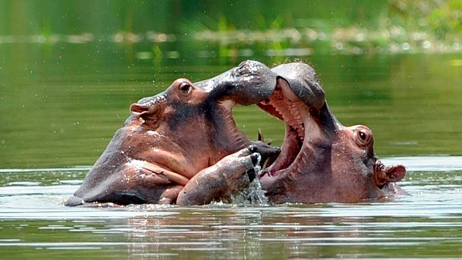 Científicos en Colombia creen que los hipopótamos de Pablo Escobar son una “bomba de tiempo”