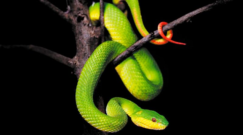 Investigan visión infrarroja de las serpientes y el modo en que pueden “ver” en la oscuridad