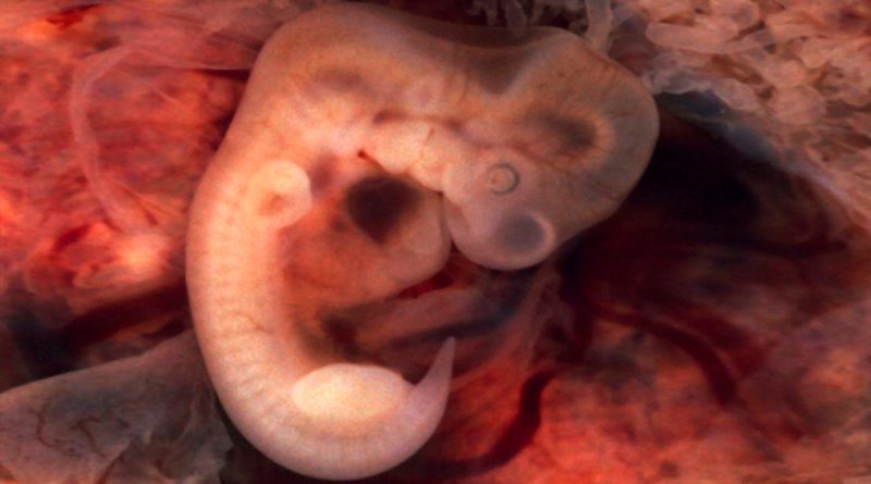 Encuentran las primeras funciones inmunes que aparecen en el embrión