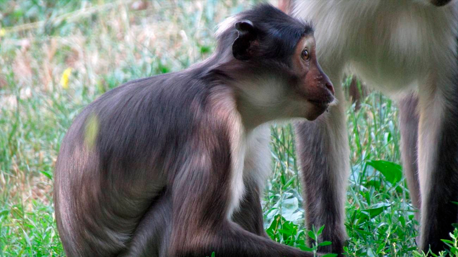 Uno de los primates más amenazados del mundo va camino de la recuperación