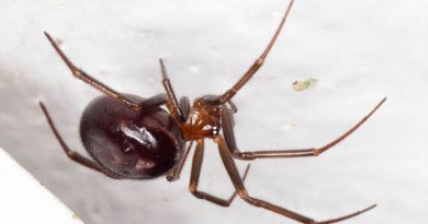 Arañas usan ingenioso sistema de poleas para subir hasta su tela presas 50 veces más grandes