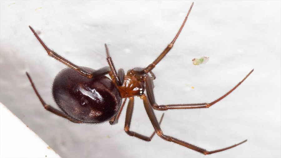 Arañas usan ingenioso sistema de poleas para subir hasta su tela presas 50 veces más grandes