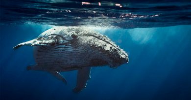 Las ballenas jorobadas crean sus propias canciones y ritmos como si fueran DJs