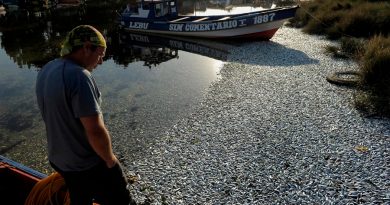 Miles de peces aparecen muertos en una playa del sur de Chile