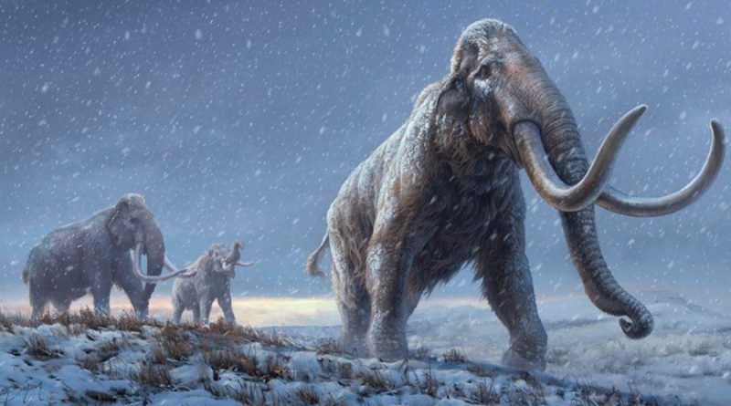 El ADN más antiguo del mundo revela cómo evolucionaron los mamuts