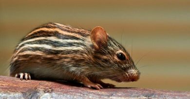 Los ratones aprenden de los humanos a resolver problemas
