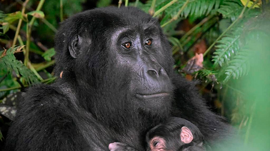 Advierten a turistas que visitan a gorilas de montaña que deberían usar tapabocas