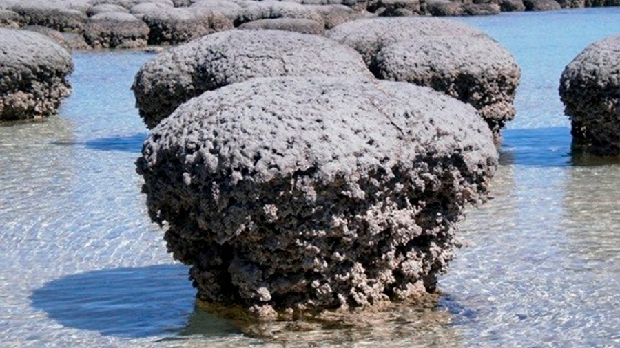 Asocian los virus con la formación de 'rocas vivientes'