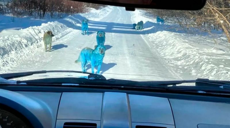 Encuentran a una manada de perros azules brillantes en Rusia
