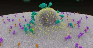 Espectacular animación: así entra el coronavirus en el cuerpo humano