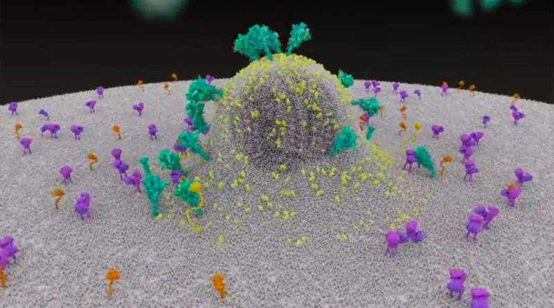 Espectacular animación: así entra el coronavirus en el cuerpo humano