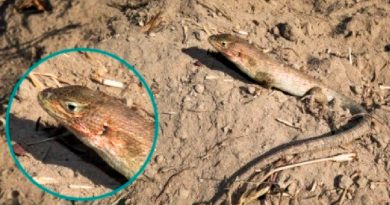 Nueva especie de lagartija fue descubierta por biólogos peruanos