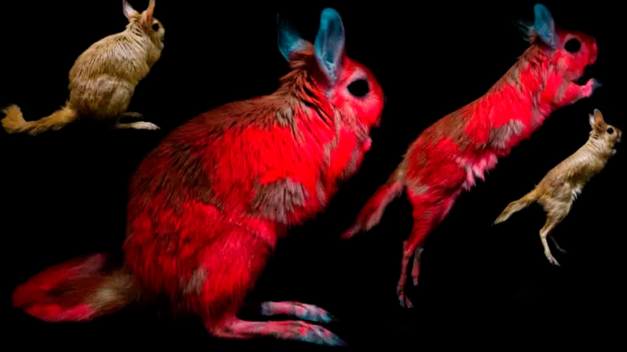 Descubren un nuevo animal que brilla en la oscuridad bajo luz UV