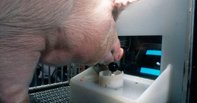 Científicos descubren que los cerdos pueden jugar videojuegos
