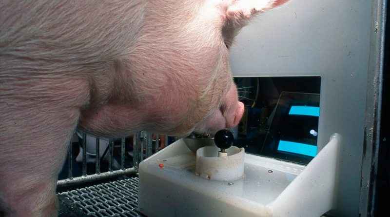 Científicos descubren que los cerdos pueden jugar videojuegos