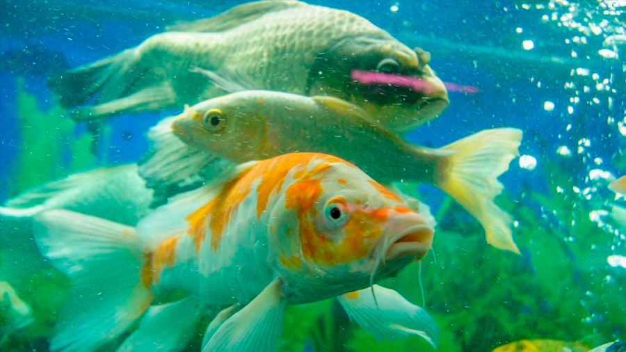 Un tercio de peces de agua dulce pueden estar en peligro de extinción