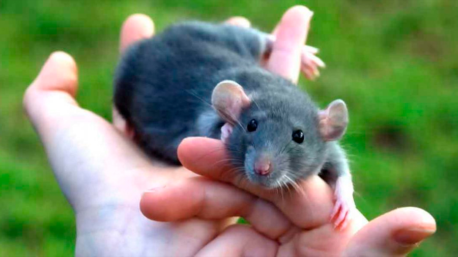 Los ratones aprenden de los humanos a resolver problemas