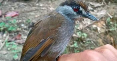 Una enigmática ave perdida durante 172 años reaparece en Borneo