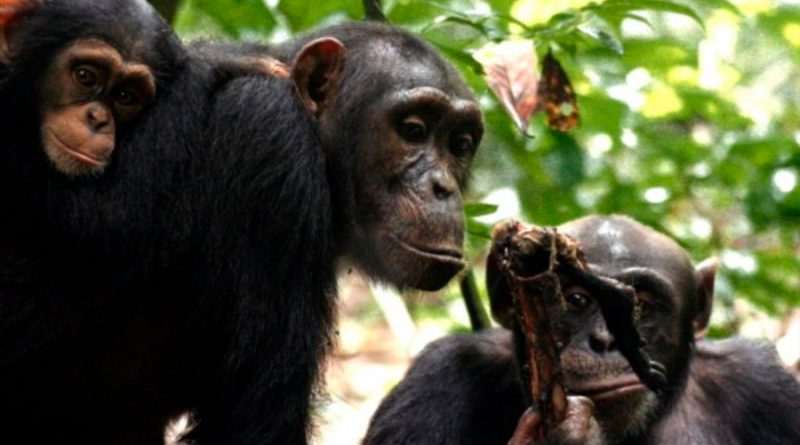 Chimpancés, como los humanos, se unen ante las amenazas de otros grupos