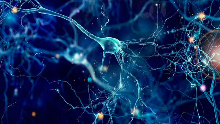 Red neuronal artificial ayuda a comprender cómo procesa el movimiento el cerebro humano