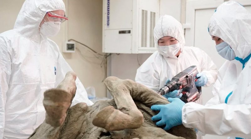 Un laboratorio ruso comenzará a extraer paleovirus de animales prehistóricos hallados en Siberia
