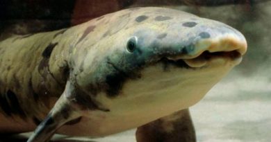 El genoma del pez pulmonado australiano aclara la conquista del medio terrestre
