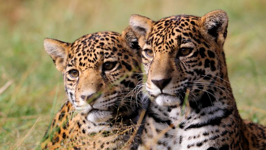 La liberación exitosa de dos jaguares hembra deja un legado para su conservación en México