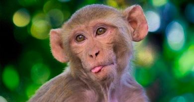 Monos experimentan conscientemente el mundo visual como los humanos