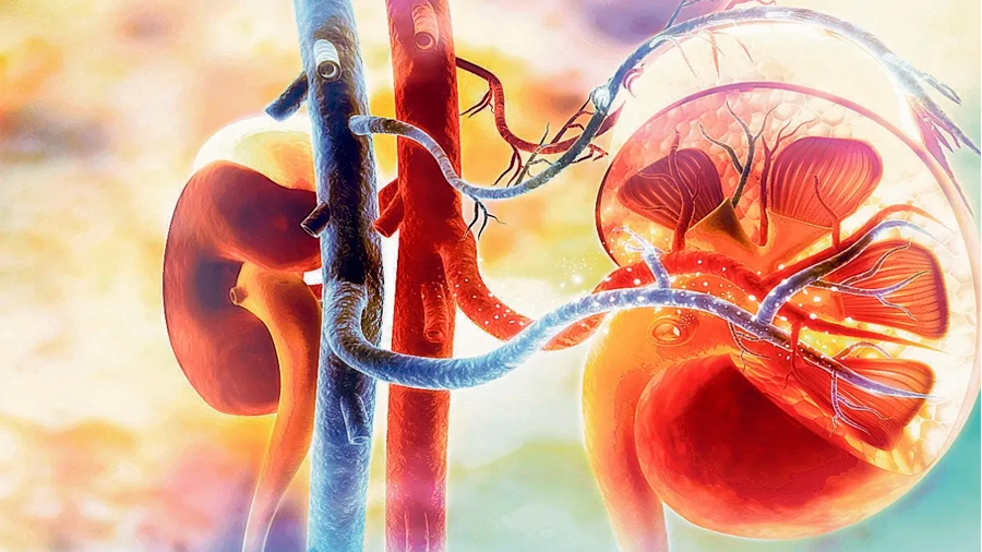 Un estudio descubre qué origina la fibrosis renal, paso hacia futuros tratamientos