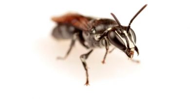 Hallan una abeja australiana que se creía extinta hace cien años, pero solo quedan seis ejemplares