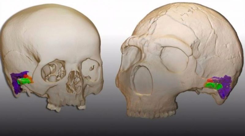 Los neandertales eran capaces de percibir y producir el habla humana
