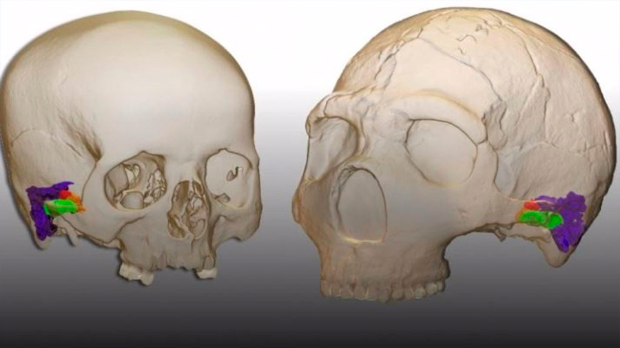 Los neandertales eran capaces de percibir y producir el habla humana