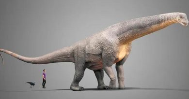 Encuentran titanosaurio de hace 140 millones de años, el más antiguo del mundo