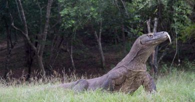El dragón de Komodo dejó mestizos antes de extinguirse en Australia