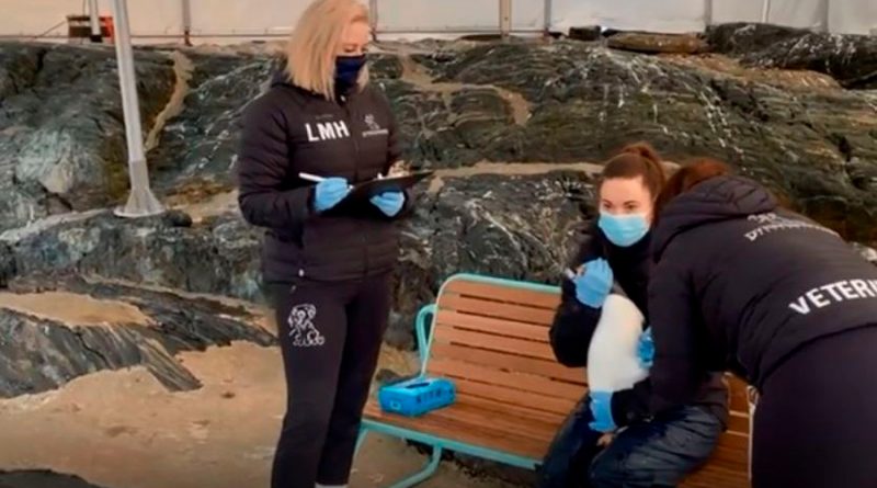 En Noruega, los pingüinos papúa también se vacunan