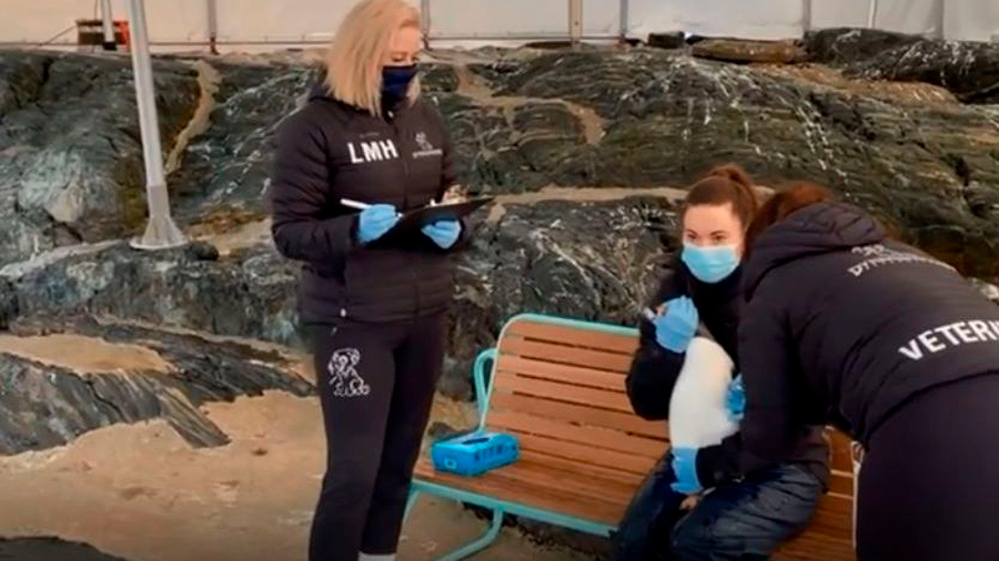 En Noruega, los pingüinos papúa también se vacunan