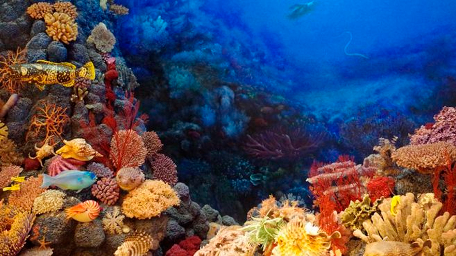 Congelación de gametos: La esperanza para los amenazados arrecifes coralinos