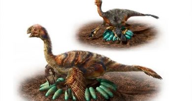 Descubren primer dinosaurio incubando y con crías fosilizadas
