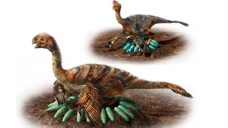 Descubren primer dinosaurio incubando y con crías fosilizadas
