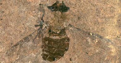 Polen fósil de 47 millones de años recuperado del estómago de una mosca