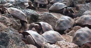 Galápagos, semillero de tortugas