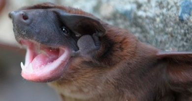 Analizan nueva especie de murciélago cara de perro