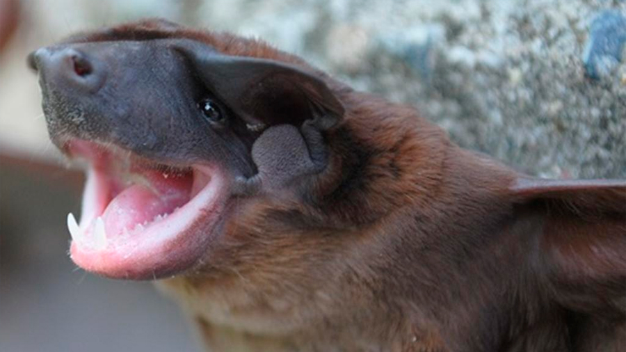 Analizan nueva especie de murciélago cara de perro