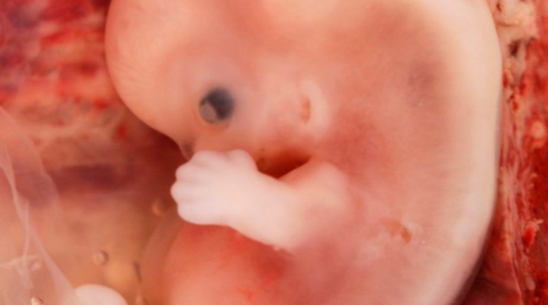 ¿Un embrión es una persona? Esta es la respuesta de biólogo de la UNAM